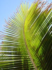 Palm Sunday-Prophecy Fulfilled